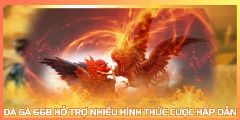 Đá gà 66B hỗ trợ nhiều hình thức cược hấp dẫn