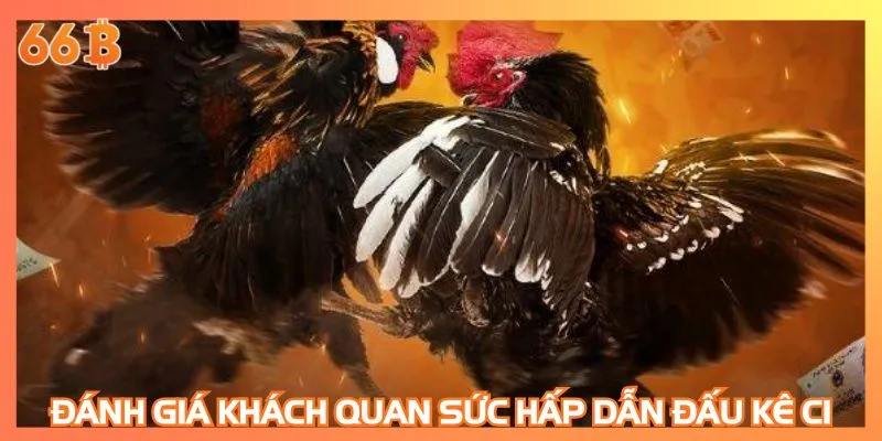 Đánh giá khách quan sức hấp dẫn của đấu kê C1