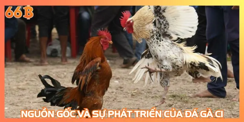 Nguồn gốc và sự phát triển của đá gà C1 đình đám