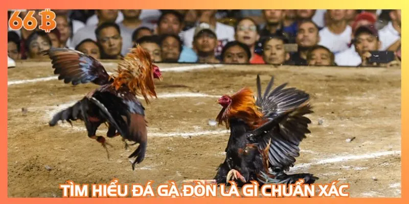 Tìm hiểu đá gà đòn là gì chuẩn xác